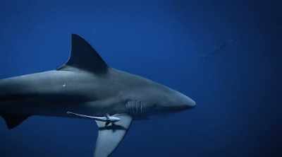 But even with all these
characteristics bulls are - Shark Attack Files