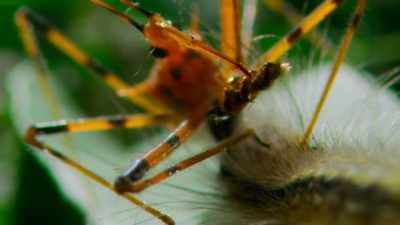 But with its crazy disguise, - Tiny World