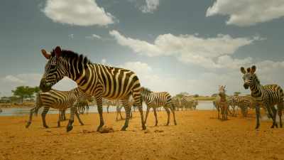 But with drought threatening
her family's survival, - Serengeti