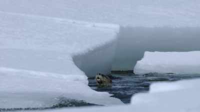 But with every fish they
pull from the icy depths, - Yellowstone: One-Fifty