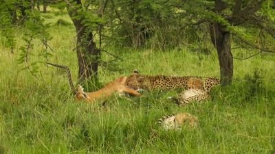 '..but with every kill, - A Year on Planet Earth