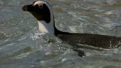 But even with giants out here, - Penguin Town