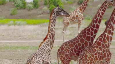 But with kipawa,
he actually came to us - Secrets of the Zoo