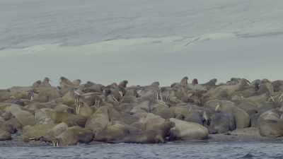 But with less ice than ever before, - Oceans: Our Blue Planet