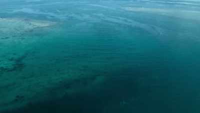 But with so many elasmosaurs living here, - Prehistoric Planet