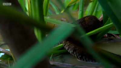 But with so many eyes watching, - Wales: Land of the Wild