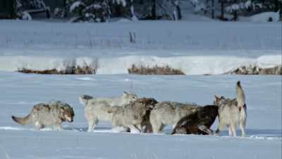 But with success comes problems - Yellowstone: One-Fifty
