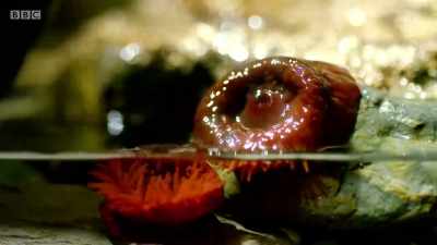 But with the falling tide,
tentacles retract - Wales: Land of the Wild