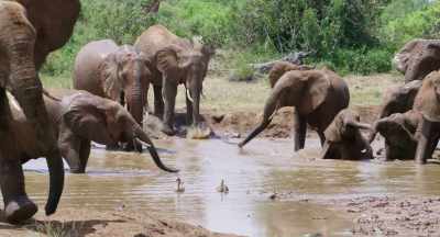 But with the water level dropping
and a hot herd, - The Elephant Queen