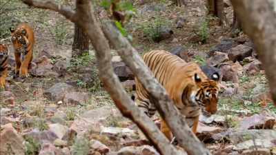 'But with
their natural habitats shrinking, - Britain's Tiger Kings - On the Trail with Ross Kemp
