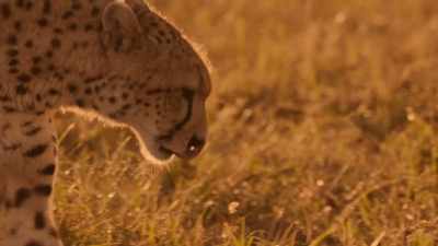 But with two cubs to feed, - The Year Earth Changed