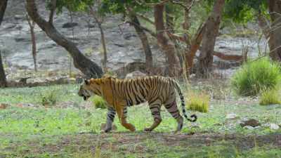 But, without her orange fur,
her chances would be even lower. - Attenborough's Life in Colour