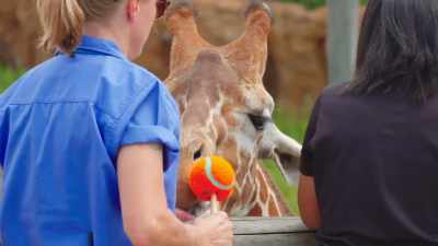 But, yeah, just, there's never
gonna be another lance. - Secrets of the Zoo