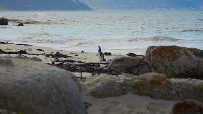 But this year, the beach is deserted. - The Year Earth Changed
