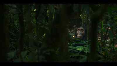 But if you aren't grooming with anyone, - Chimp Empire