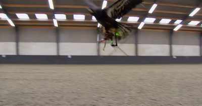 But if you haven't got an eagle handy,
don't worry. - White Rabbit Project