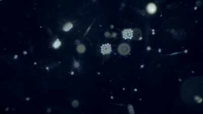 But if you look
at us under a microscope,
we're crawling with life. - One Strange Rock