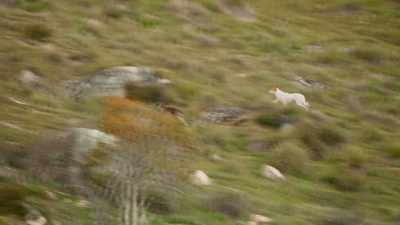 But even young, newly independent
kangaroos seem uncatchable. - Seven Worlds, One Planet