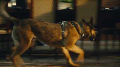 But you're security,
you can't even stop a dog! - Max 2: White House Hero