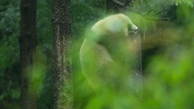 'But for Zhang, it has come
at a great personal cost.' - A Year on Planet Earth