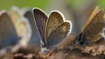 Butterflies are abundant. - Our Planet