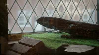 'Buying reptiles seemed pretty easy, - Britain's Tiger Kings - On the Trail with Ross Kemp