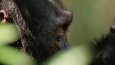 Buying support
and giving benefits in return. - Dynasties