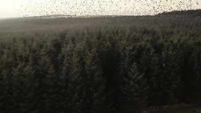Buzzards hope to snatch a weak bird
from amongst the flock. - Wild Isles