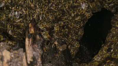 (BUZZING) - Super/Natural
