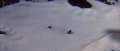 (BUZZING STOPS) - The Fly