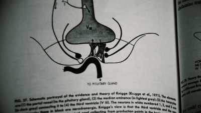 By 1961, James Olds, - The Minds of Men