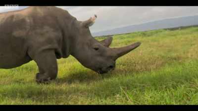 By 1990, just seven known
individuals survived. - Extinction: The Facts