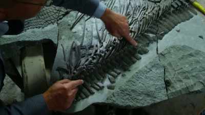 By analyzing its bones
we've been able to work out - Attenborough and the Sea Dragon