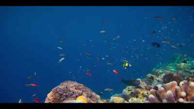 By bringing clean, oxygenated water - Our Oceans