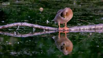 By building dams,
they create nutrient-rich pools - Wales: Land of the Wild