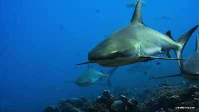 By day, gray reef sharks
hang in the current. - Our Planet