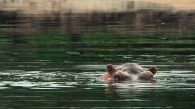 By day, hippos stick
to freshwater lagoons. - Our Great National Parks