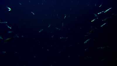 By day, they retreat back down here. - Blue Planet II