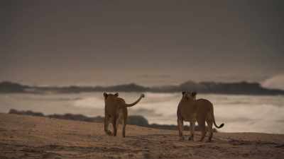 By day, there is little for them here. - Planet Earth III