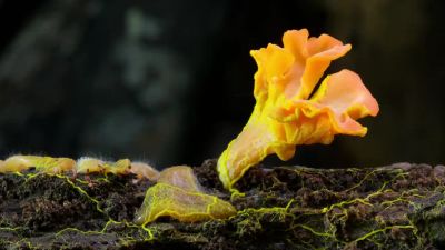 By decomposing the dead, - Our Planet