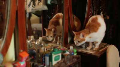 By feeding them
and tending to their needs. - Kedi