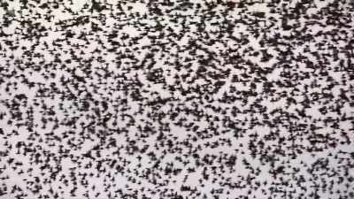 By gathering in huge flocks, - Wild Isles