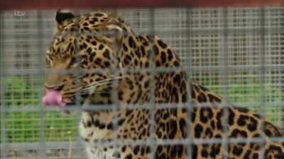 By growing public opposition - Britain's Tiger Kings - On the Trail with Ross Kemp
