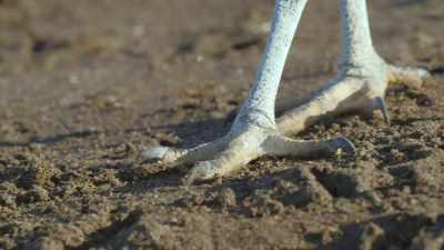 By hatching together, - The Secret Lives of Animals