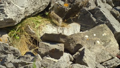 By June, her home
in Canada's Rocky Mountains - A Year on Planet Earth