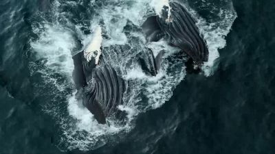 By lunging together, - Our Planet
