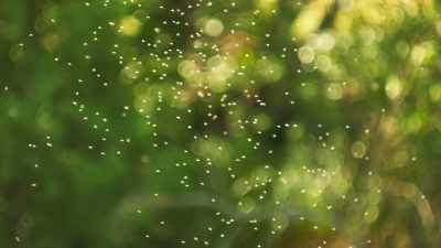 By malaria: one million
last year alone. - Professionals