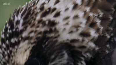 By mid-August, the chicks
are growing proper feathers. - Wild Isles