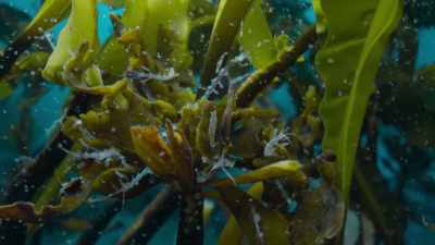By midsummer,
Arctic waters are filled - Frozen Planet II