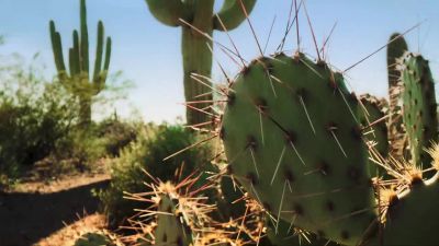 By midsummer, the temperature reaches 50 degrees Celsius. - Tiny World